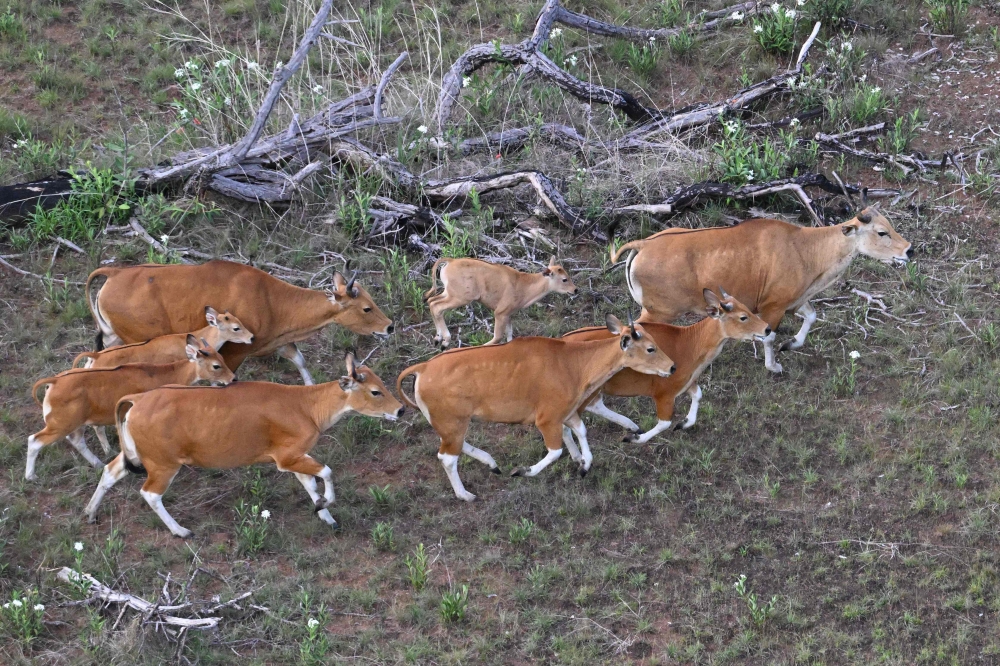 This handout photo taken on May 13, 2025 and released on May 23 by conservation group Rising Phoenix shows banteng, a type of wild cattle native to Southeast Asia, in Siem Pang in northeastern Cambodia, during a herding operation. (Photo by Handout / J C Eames - Rising Phoenix / AFP) 