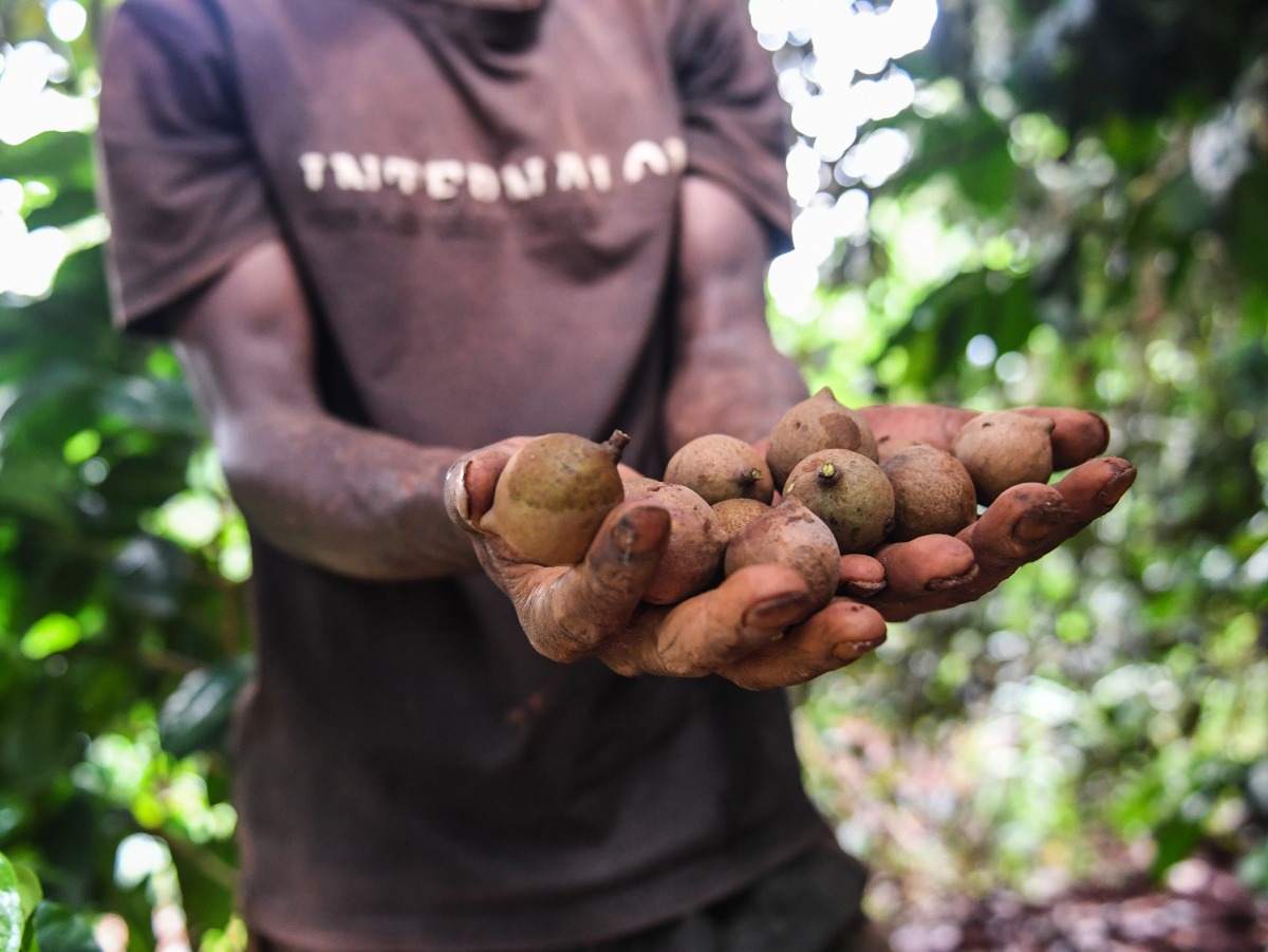 Representational photo. A farmer displays macadamia nuts at an orchard in Murang'a County, Kenya, on April 5, 2025. (Xinhua/Li Yahui)
