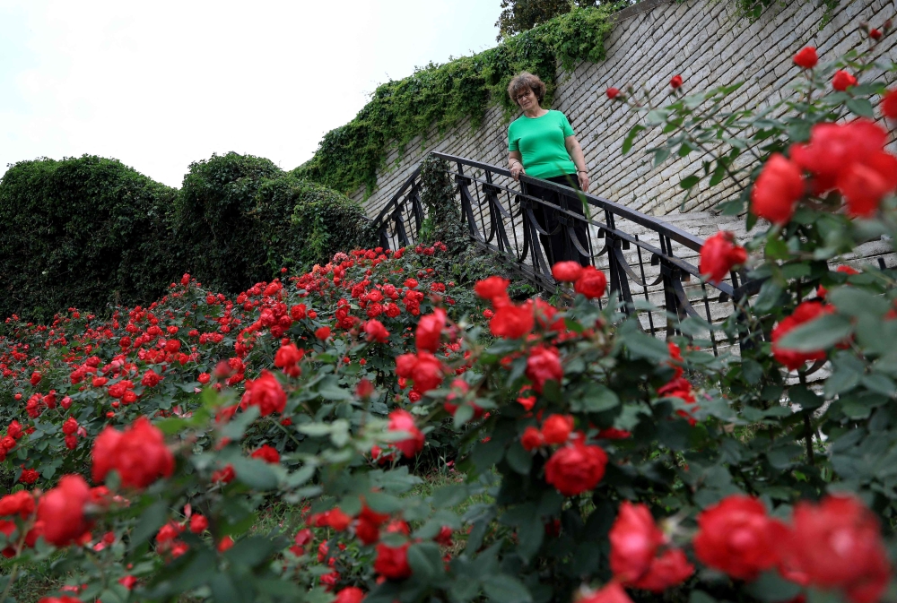 Ariana Nikolla poses in a public rose garden in Permet, some 250km Southwest of the capital Tirana, on May 28, 2025. (Photo by Adnan Beci / AFP)