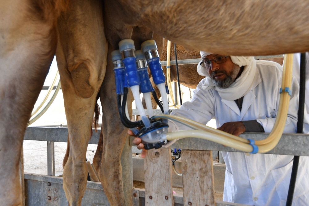 A man milks a camel at the Chenchou experimental station in the El- Hamma region of southern Tunisia on April 29, 2025. (Photo by Fethi Belaid / AFP)