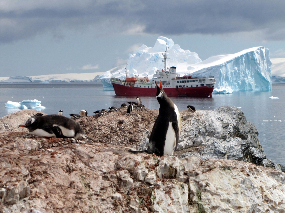 (Files) Penguins are seen on January 1, 2010 on the Antartic Peninsula. (Photo by Sarah Dawalibi / AFP)