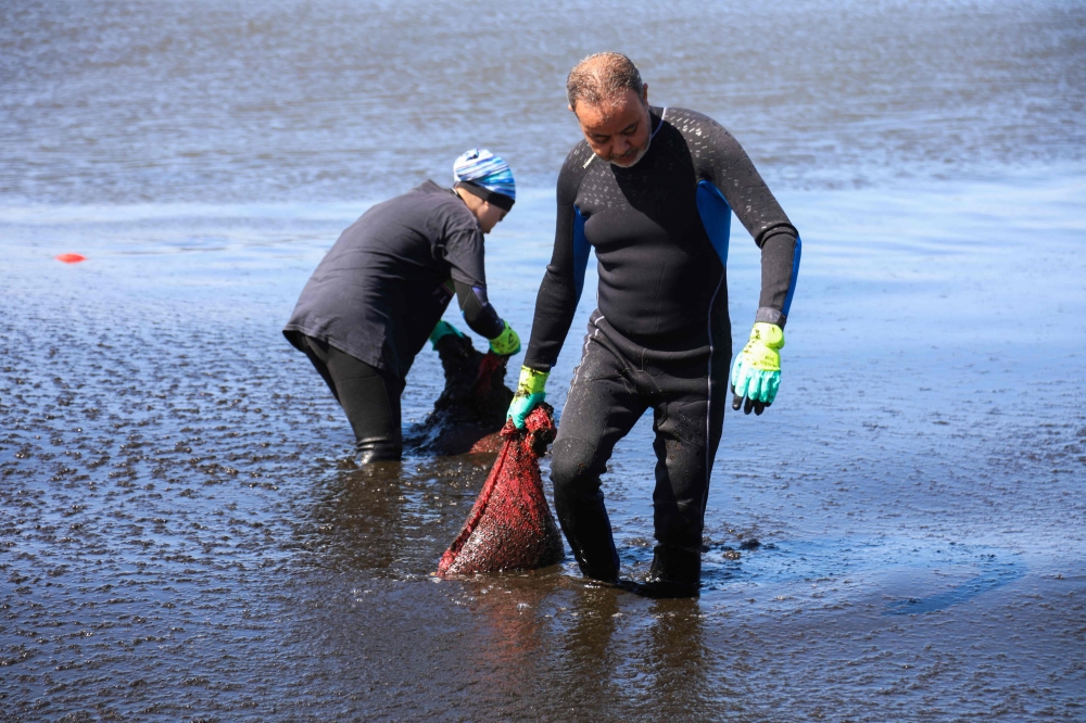 Volunteers remove piles of washed-up seaweed of the invasive Rugulopteryx okamurae algae, originating from east Asia, from Al-Marsa beach in Algiers on July 30, 2025. (Photo by AFP)