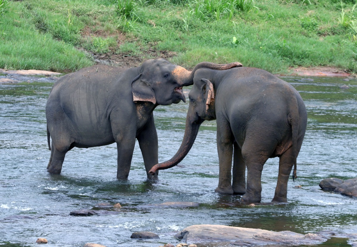 Elephants are seen at the Pinnawala Elephant Orphanage in Sri Lanka, Aug. 9, 2025. (Photo by Ajith Perera/Xinhua)
