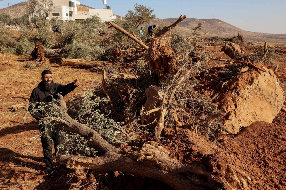 A Palestinian man looks at olive trees reportedly uprooted by Israeli soldiers using a bulldozer in the occupied West Bank village of Al-Mughayyir, north of Ramallah, on August 24, 2025. (Photo by Zain Jaafar / AFP)