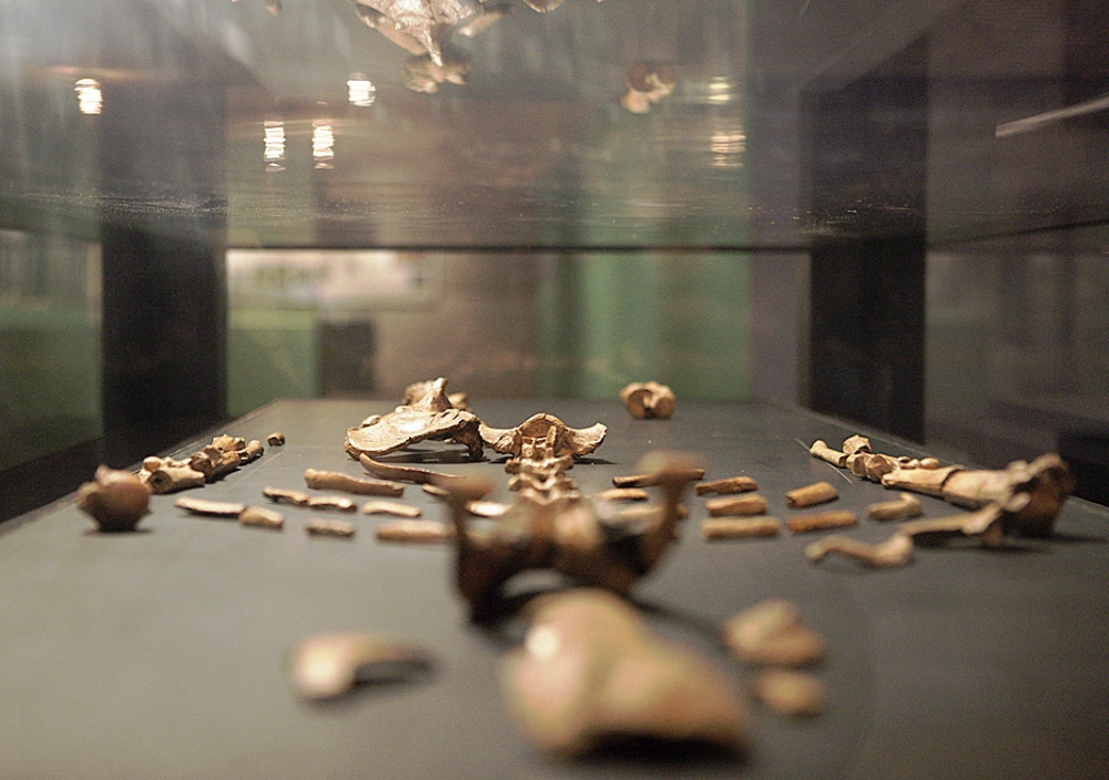 (Files) A representative model of the skeleton 