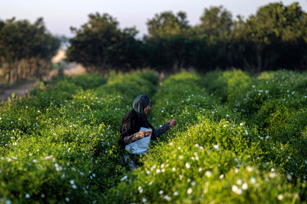 An agricultural worker harvests jasmine flowers at sunrise at a field in the village of Shubra Balula in Egypt's northern Nile delta province of Gharbiya on July 7, 2025. (Photo by Khaled Desouki / AFP)