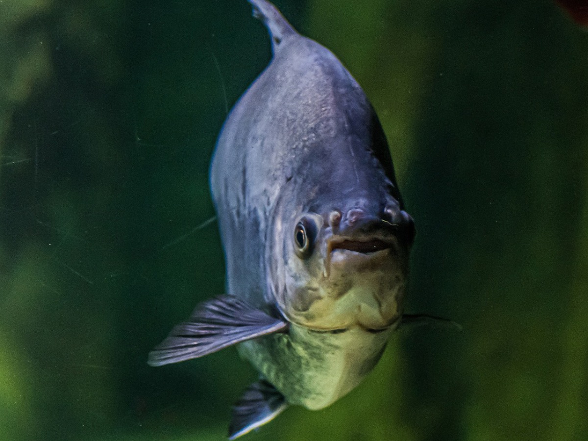 Representational image