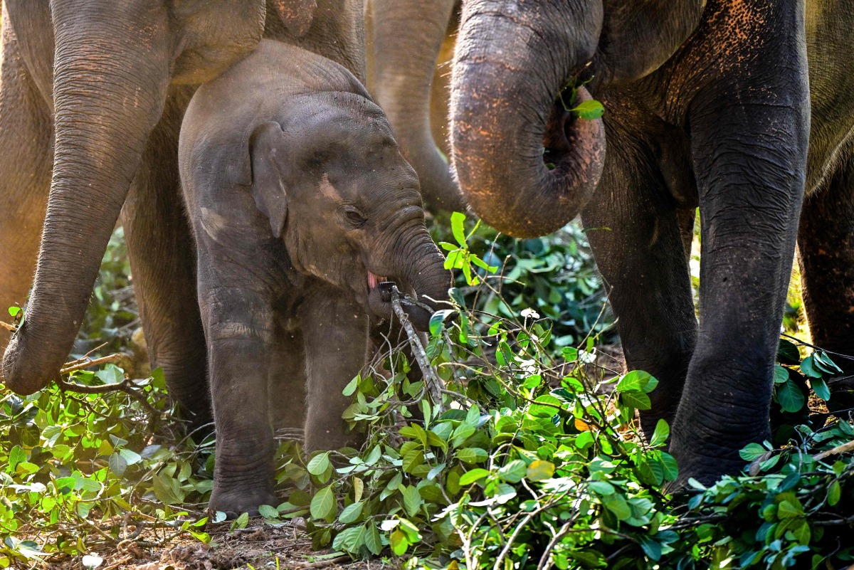 Elephants eat jackfruit leaves at the Pinnawala Elephant Orphanage in Pinnawala on February 16, 2025. Photo by Ishara S. KODIKARA / AFP