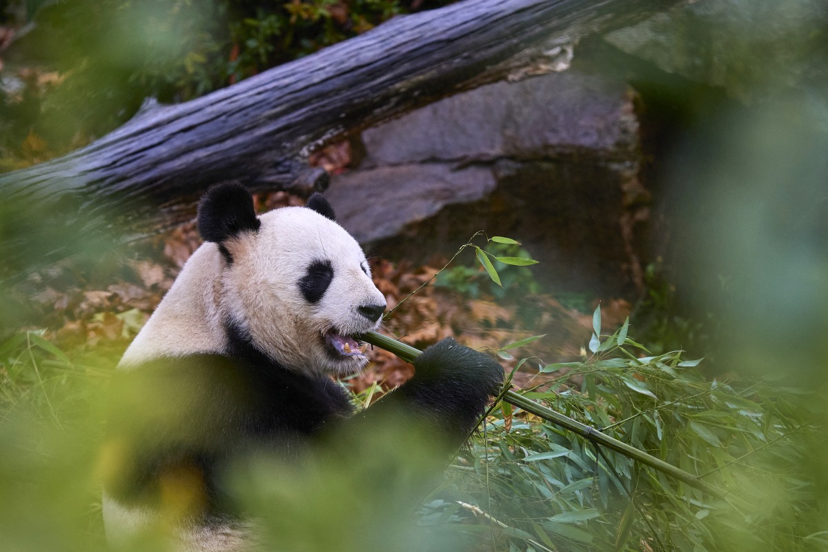 Male Panda Yuan Zi is lying in his internal enclosure before his last public snack at The Beauval Zoo in Saint-Aignan-sur-Cher, central France on November 23, 2025. Photo by Guillaume Souvant / AFP