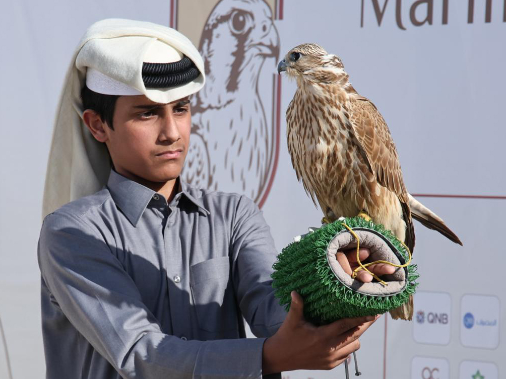 A falconer at the starting point.