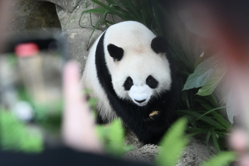 Giant panda 