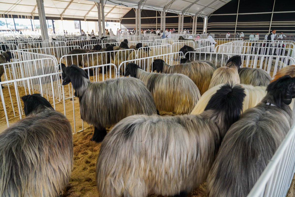 A file photo of the 13th edition of Qatar Halal Festival 2025.