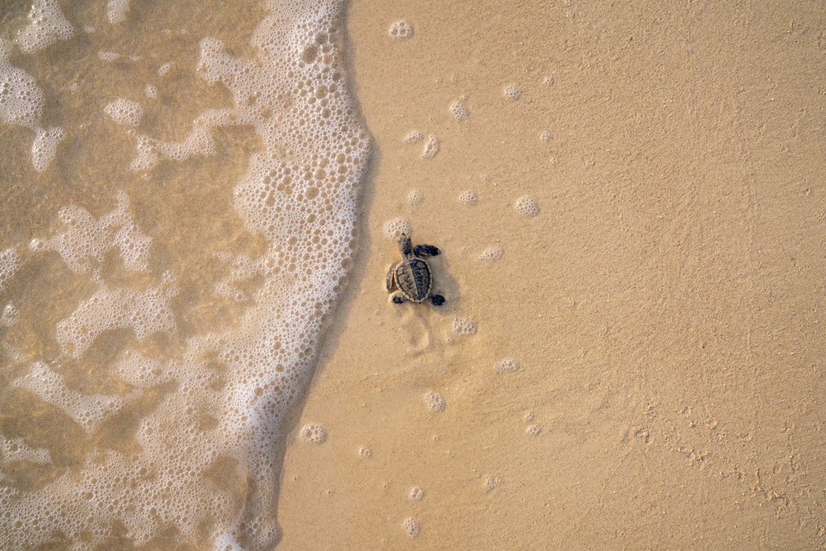 Photo by Azzam Al Mannai at Lehmesa: Return by Moonlight