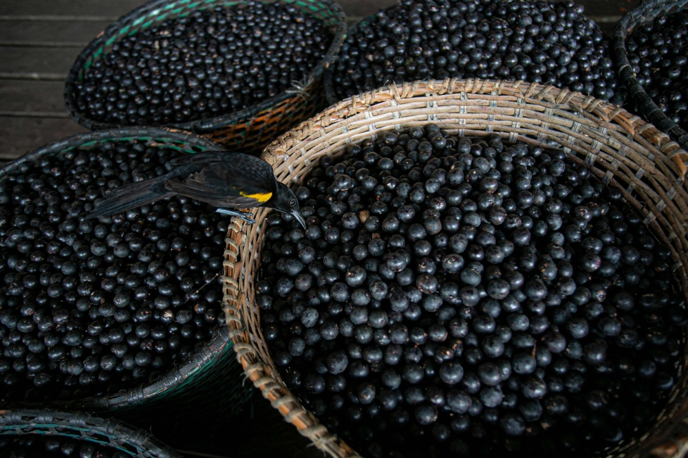 (Files) A bird eats an acai berry from a basket on the boat of merchant Evandro Santos, 38, resident of the riverside community of Sao Jose, in Melgaco, Brazil, on June 11, 2020. (Photo by Tarso SARRAF / AFP)