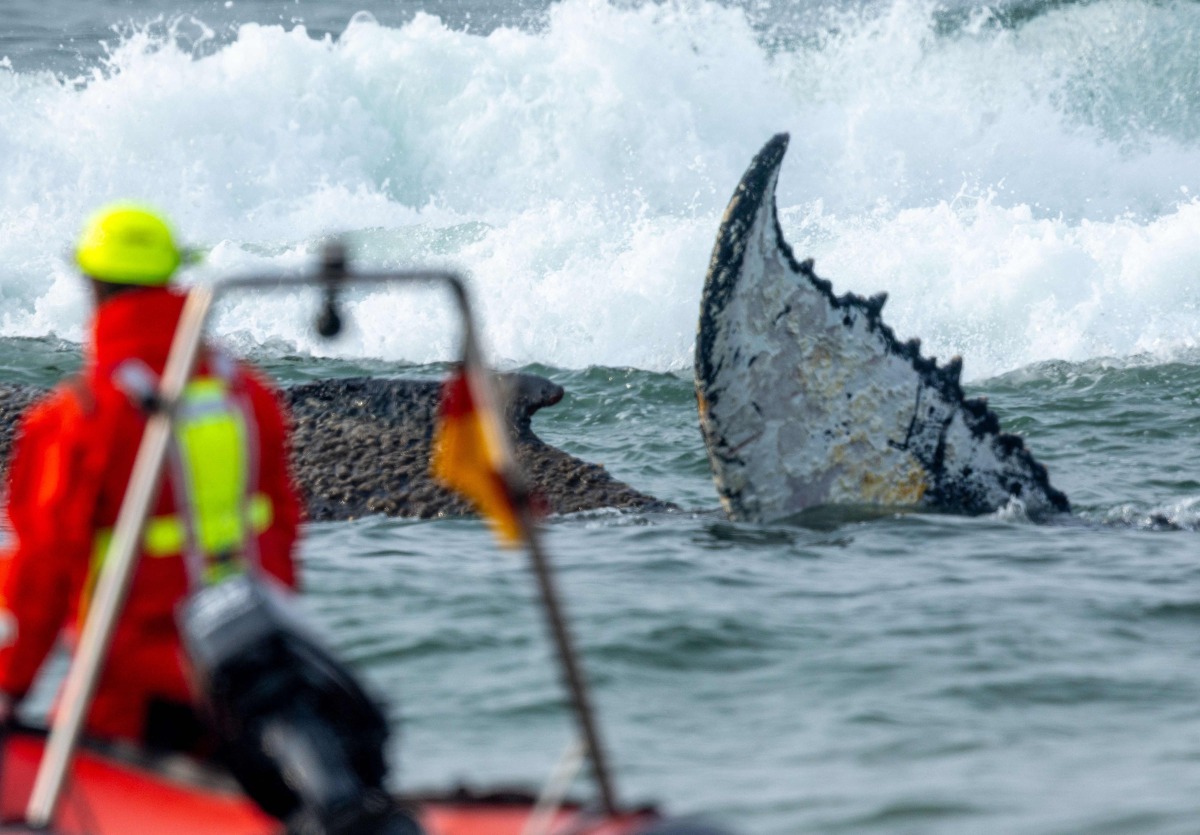 Members of the Institute of Terrestrial and Aquatic Wildlife Research (ITAW), monitor a stranded whale at the Timmendorfer Beach, northern Germany on March 23, 2026. (Photo by Jens Büttner / dpa / AFP) 