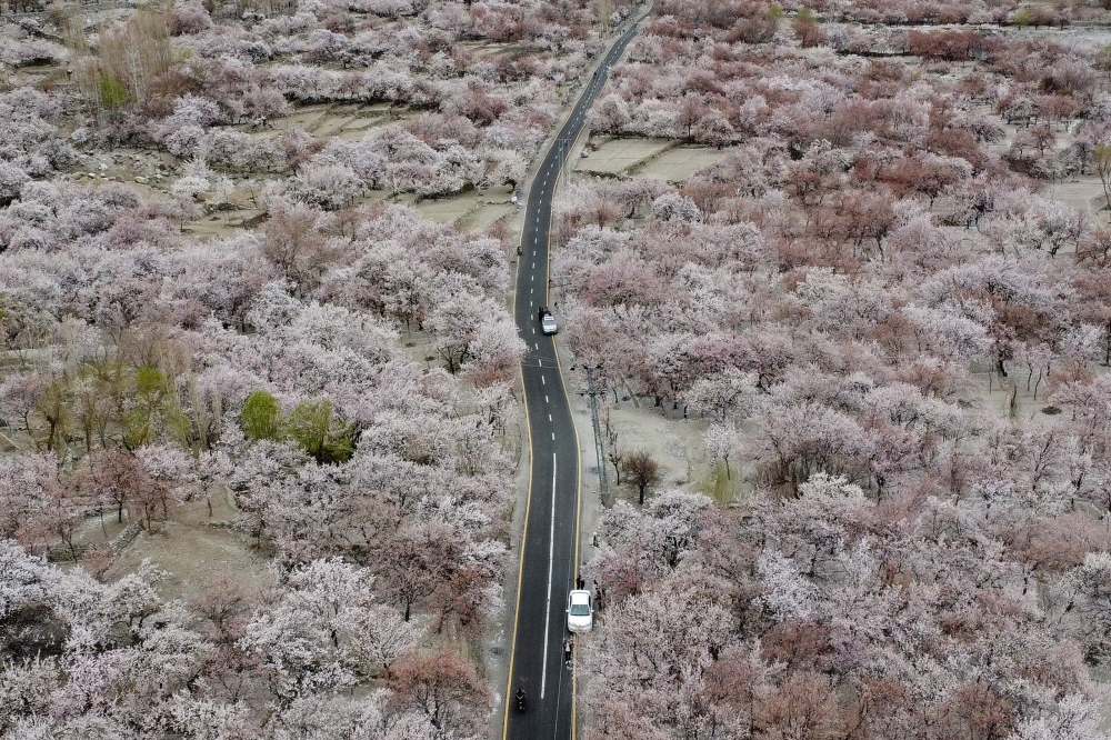 Commuters ride past apricot blossom trees at Ghanche district in Gilgit-Baltistan region on March 30, 2026. (Photo by Manzoor Balti / AFP)
