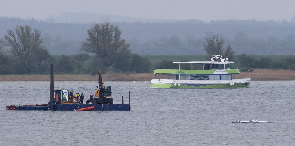 The MS Adler nature tourist boat (R, background) navigates past a stranded humpback whale (R) off the Baltic Sea coast at the island of Poel, near the small village of Weitendorf-Hof, northern Germany, on April 19, 2026, as a rescue team on a boat with equipment is seen close to the animal. Photo by Danny GOHLKE / AFP