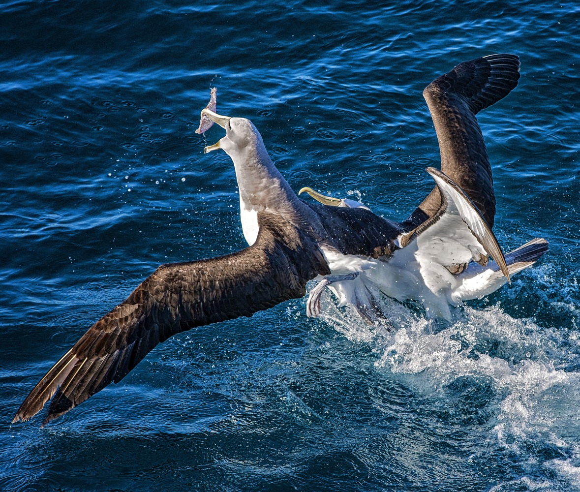 Two albatrosses fighting for food in the ocean