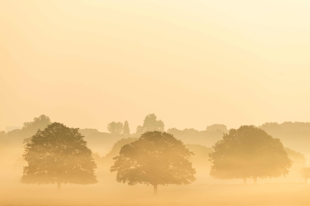Trees are seen in the mist at sunrise in Richmond Park in west London on May 24, 2026, as temperatures increase to heatwave levels. (Photo by Brook Mitchell / AFP)