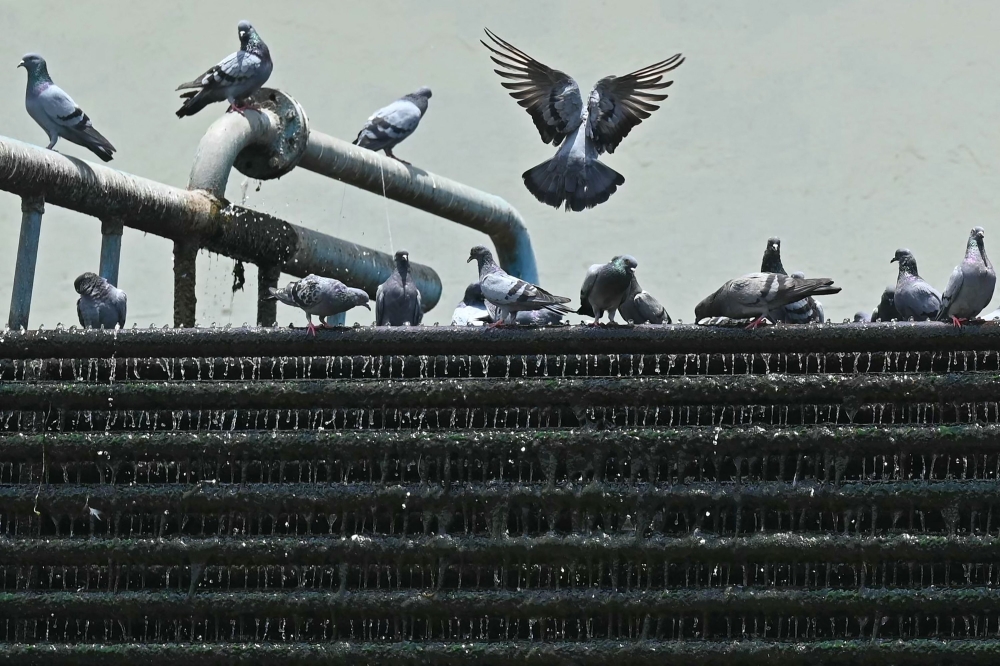 A flock of pigeons sits on cooling water pipes of the air-conditioning unit at an industrial site in Navi Mumbai on May 26, 2026. (Photo by Indranil Mukherjee / AFP)