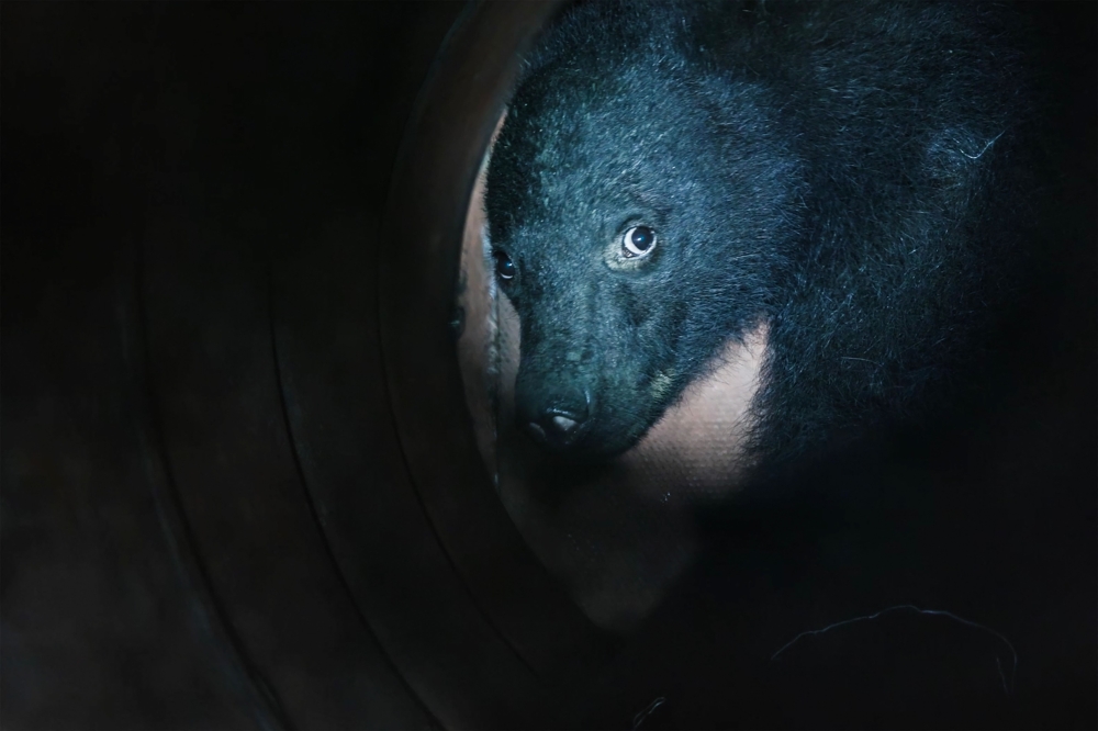This frame grab from an AFP TV video shows a small female black bear being illuminated by a flashlight while caught in a bear trap in Ina, Nagano Prefecture, on July 14, 2026. (Photo by Harumi Ozawa / AFP)