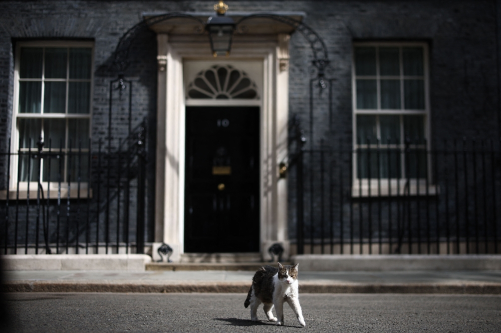 Larry the Cat walks in front of 10 Downing Street in central London on July 20, 2026, before Britain's outgoing prime minister Keir Starmer makes a statement. (Photo by Henry Nicholls / AFP)