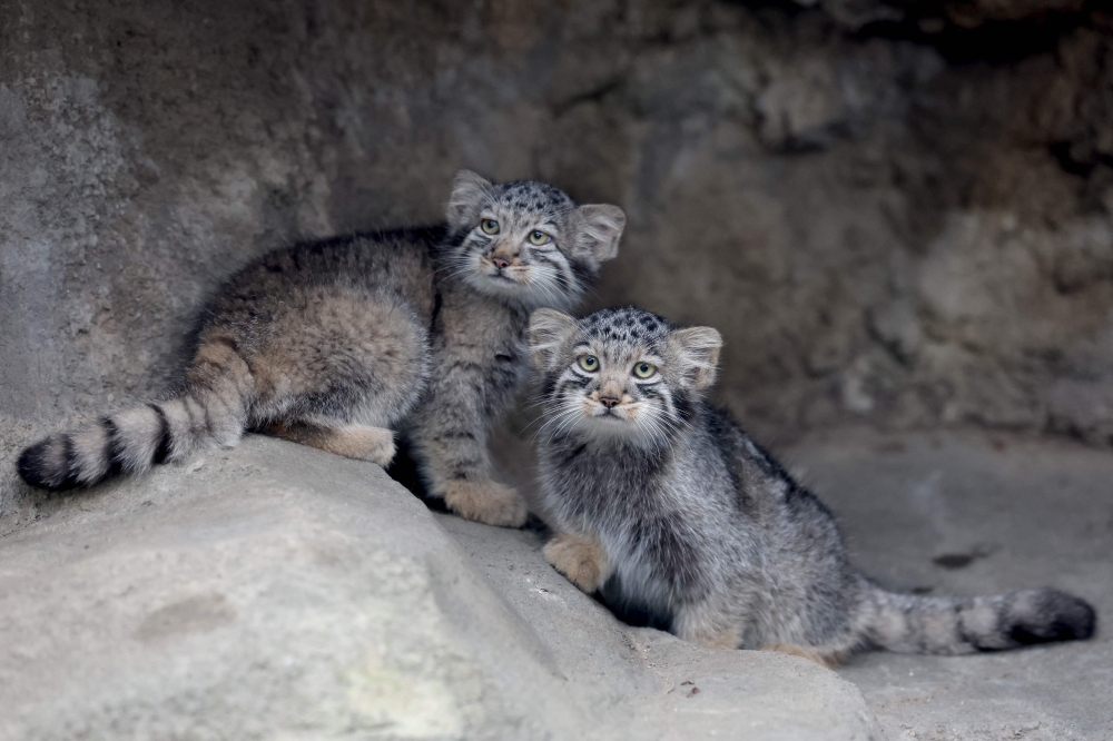 Pallas's cat kittens, a species considered to be the world's oldest living feline, are seen in their enclosure at Kobe Animal Kingdom in Kobe on July 27, 2026. (Photo by Paul Miller / AFP)