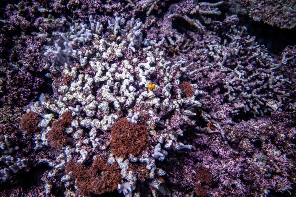 This underwater picture taken on July 9, 2026 shows coral in a shallow area of the sea near Onna village, Okinawa Prefecture. Photo by Philip Fong / AFP