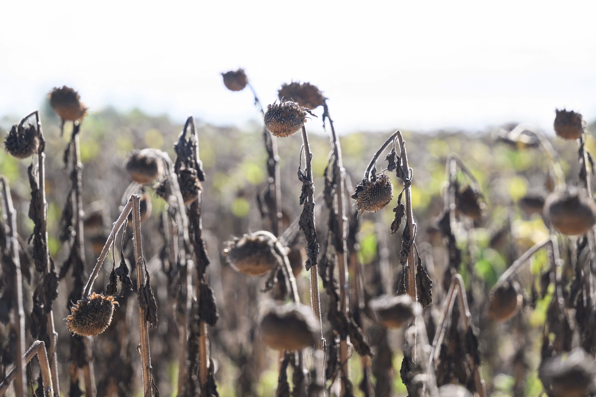 This picture shows a field of dry sunflowers in Bois-de-Cene, western France, on September 3, 2026. Photo by Loic VENANCE / AFP