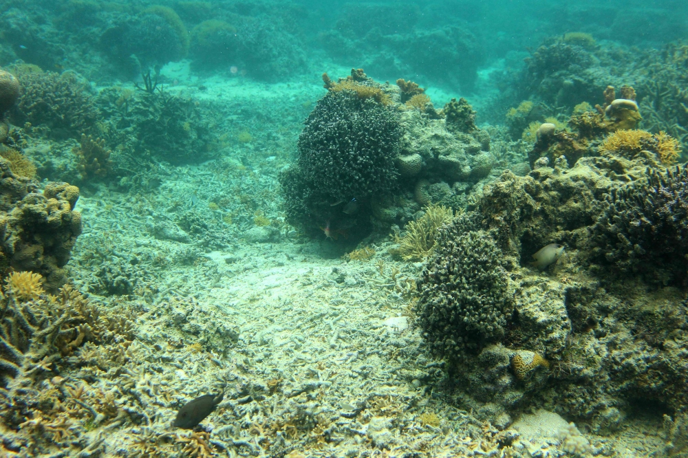 This picture taken on October 5, 2026, shows coral in the waters of the Naidiri Marine Biodiversity Park. (Photo by Saeed Khan / AFP)